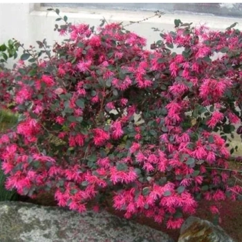 LOROPETALUM zimozielona miododajna - sadzonki 30 / 40 cm